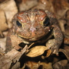 American Toad Jigsaw