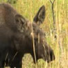 Baby Moose Moving Jigsaw