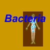 Bacteria