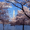 Blooming Cherry Trees Jigsaw