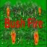 Bush Fire