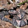 Cottonmouth Jigsaw Puzzle