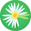 Daisy Petals