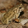 Fowler's Toad Jigsaw