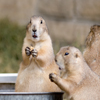 Jigsaw: Prairiedogs