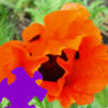 Oriental Poppy Jigsaw