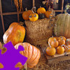 Pumpkins Jigsaw