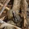 Western Chorus Frog Jigsaw